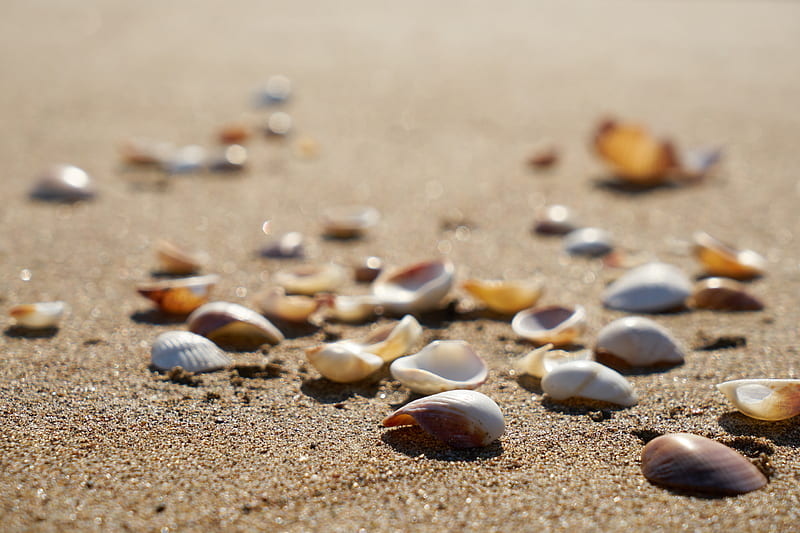 Selective Focus graphy of Shells on Sand, HD wallpaper