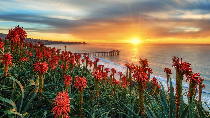 Closeup View Of Red Flowers Green Leaves Plants Field And Pier Ocean Waves During Sunset Nature, HD wallpaper