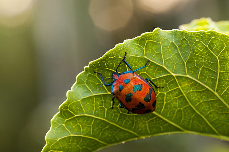 Lady Bug, wild, insect, animal, leaf, HD wallpaper