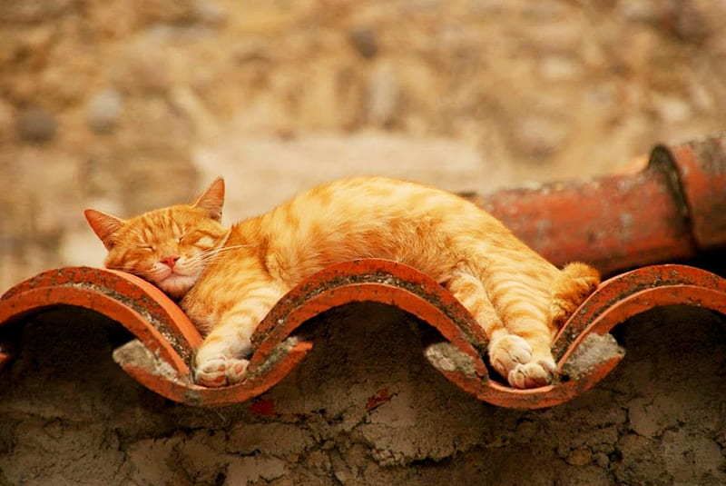 Ginger Cat, roof, cat, sleeping, ginger, HD wallpaper