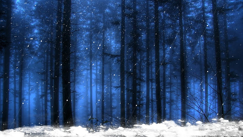 Winters First Snowfall, forest, christmas, woods, twilight, trees, snowing, snow, evening, cedar, blue, HD wallpaper