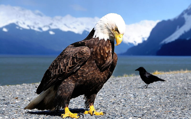 águila y cuervo, playa, cuervo, montañas, águila, pájaros, animal, mar,  Fondo de pantalla HD | Peakpx
