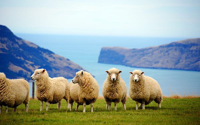 New Zealand, sheeps, grassland, sheeps on meadow, summer, herd, HD wallpaper