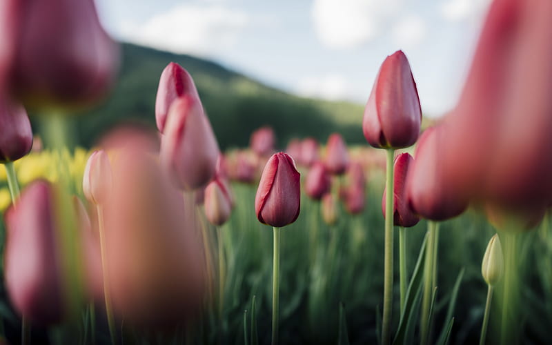 red tulip, wildflowers, evening, field with flowers, tulips, spring flowers, HD wallpaper