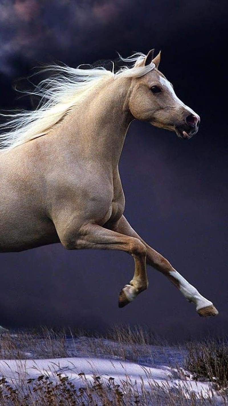Running Horse With Purple Background, running horse, purple background, animal, jumps, HD phone wallpaper