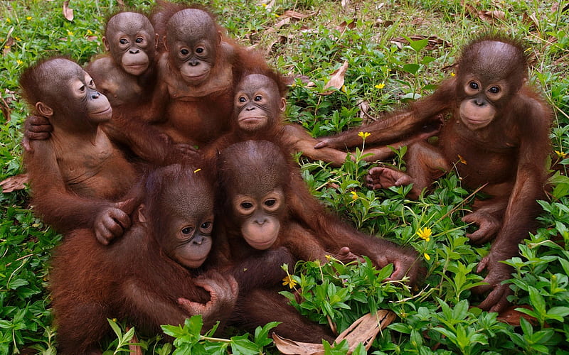 Orangutans, young, group, animals, HD wallpaper