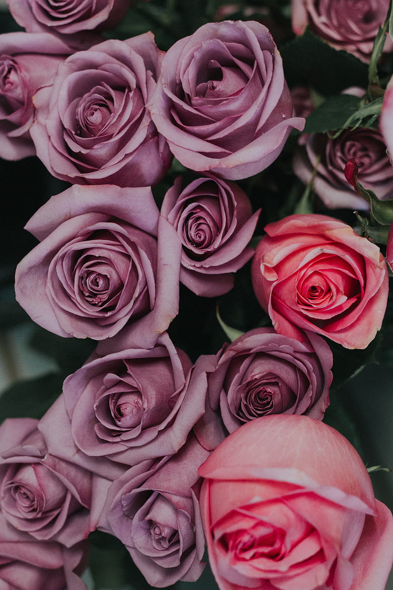 rose, flowers, love, pink, roses, HD phone wallpaper
