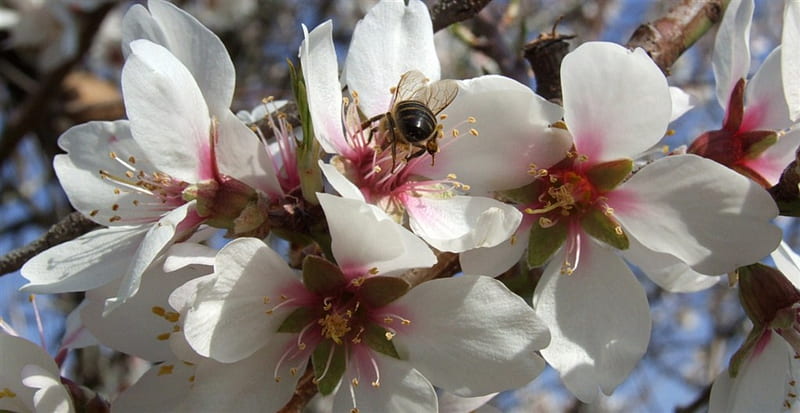 Almond Tree Flower with Bees, Bees, Flowers, Trees, Nature, Almost, HD wallpaper