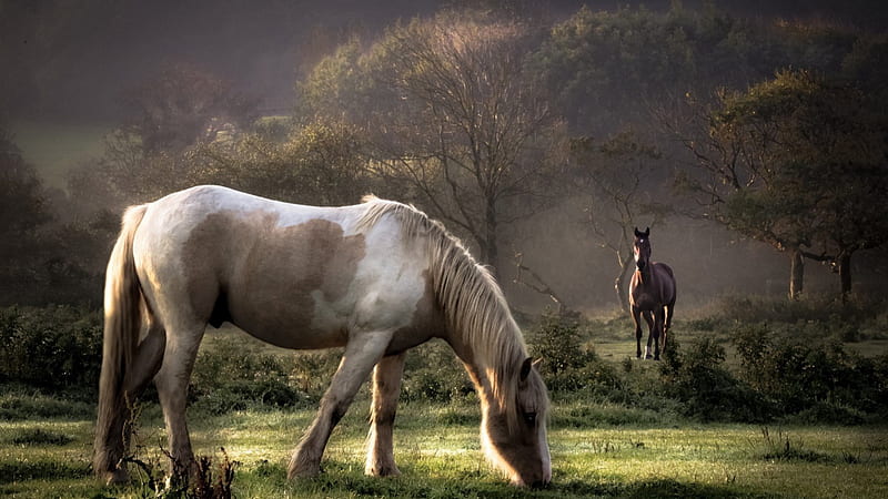 horses, draft horse, art, running, animal, fast, HD wallpaper