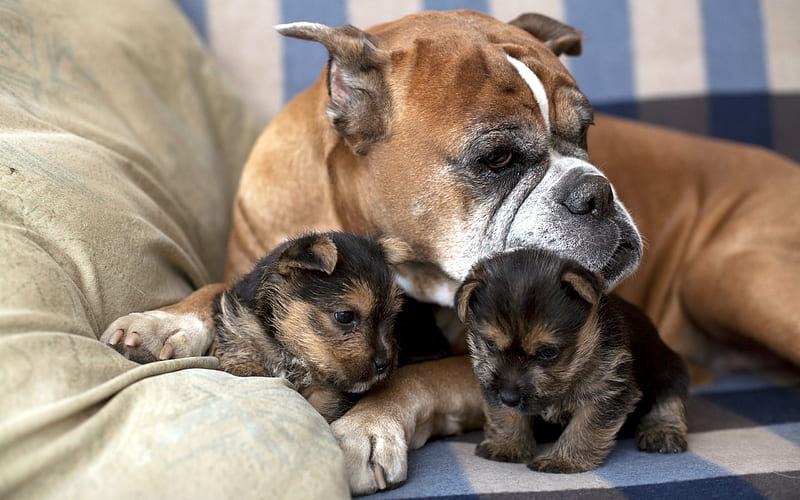 American bulldog, puppies, cute little dogs, pets, dog breeds, HD wallpaper