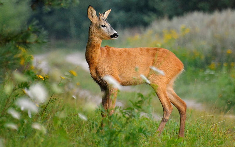Deer, Latvia, nature, animal, HD wallpaper