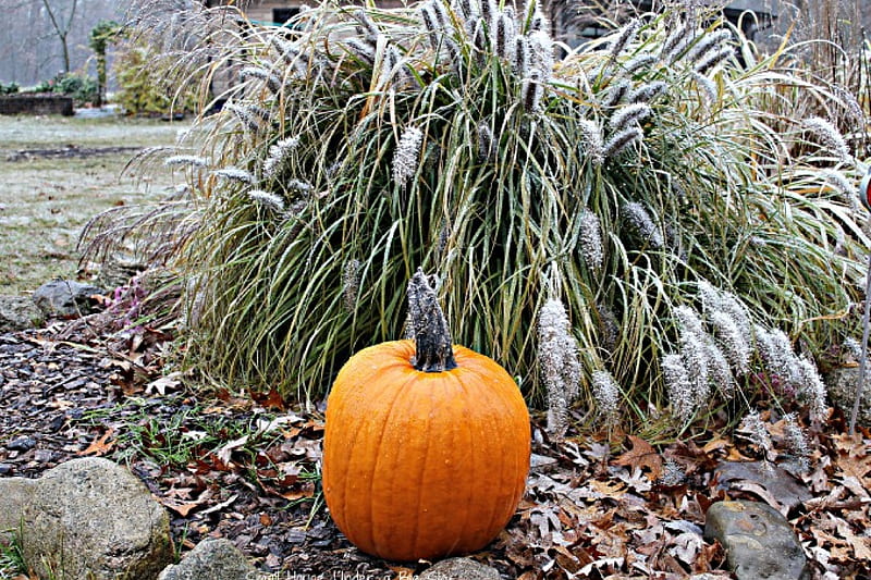 Frost on the Pumpkin, garden, autumn, stones, grass, HD wallpaper
