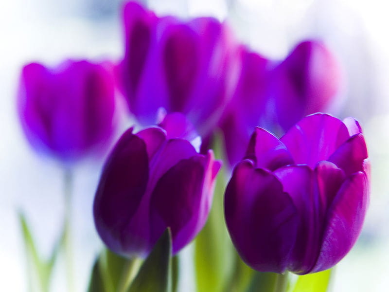 ~Fresh purple light~, fresg, spring, lavender, purple, precious, flowers, garden, nature, violet, tulips, sunshine, HD wallpaper
