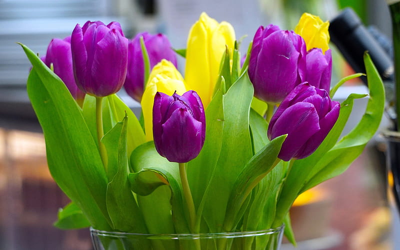 purple tulips, yellow tulips, spring flowers, spring, tulips, violet-yellow bouquet, HD wallpaper