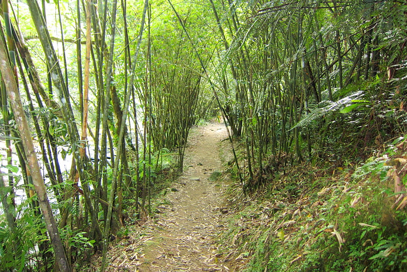 Bamboo Path, path, mountain climbing, plants, bamboo, HD wallpaper