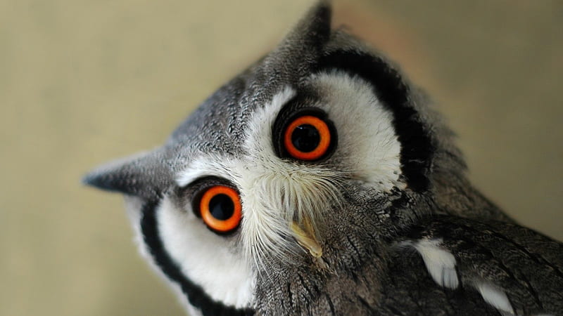 *** Owl ***, oczy, zwierzeta, sowa, ptaki, HD wallpaper