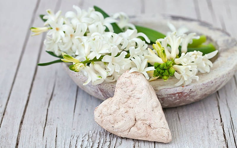 Jacinto blanco, flores, piedra, corazón, jacinto, Fondo de pantalla HD |  Peakpx