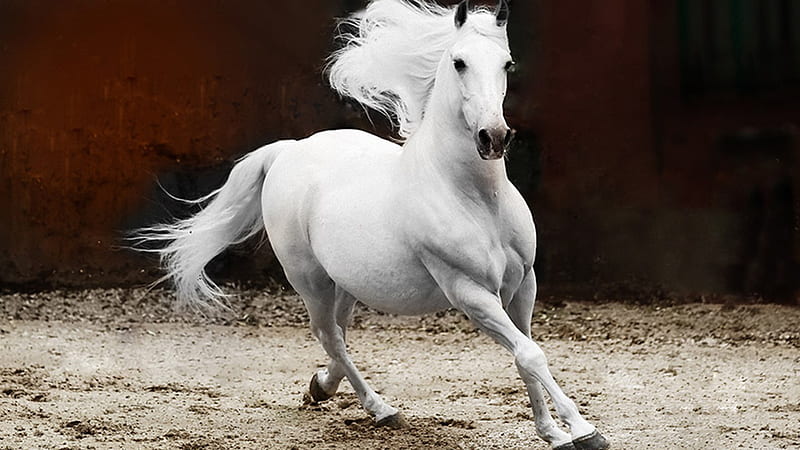 White Stallion Andalusian Horse Animals, HD wallpaper