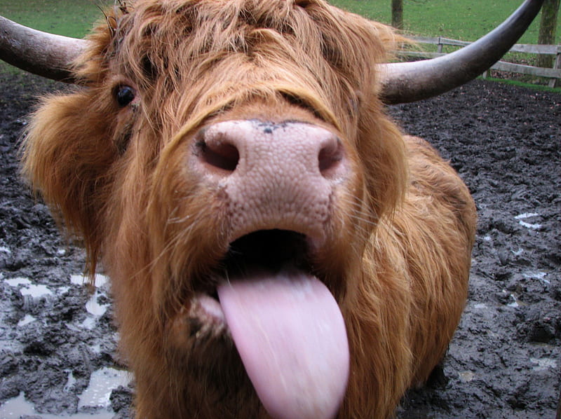 cow lick, domestic, lick, highland cow, tongue, HD wallpaper