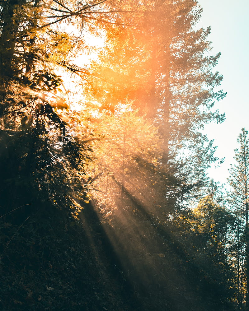 trees, sunlight, rays, branches, HD phone wallpaper