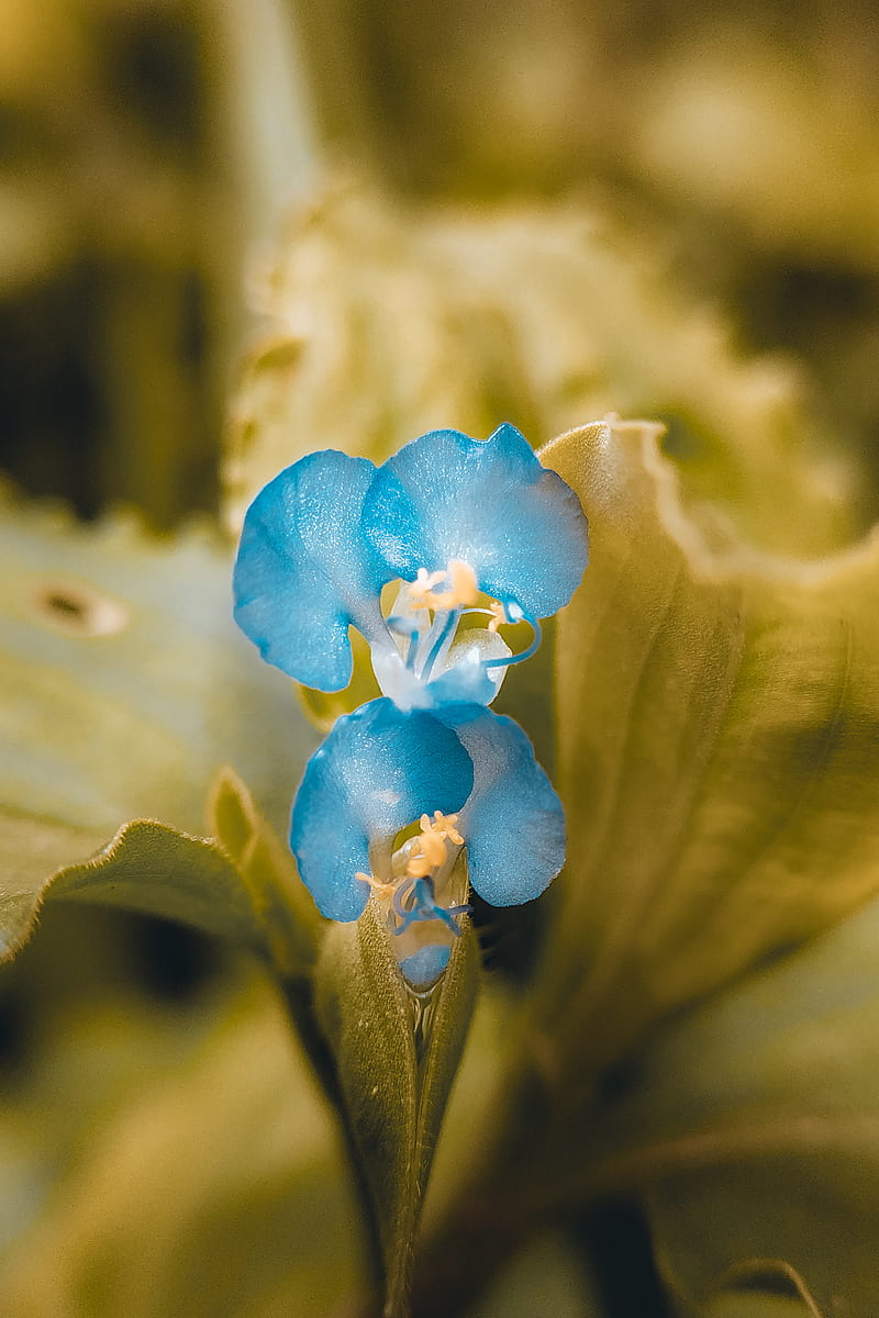 Blue Flower in Macro Shot, HD phone wallpaper