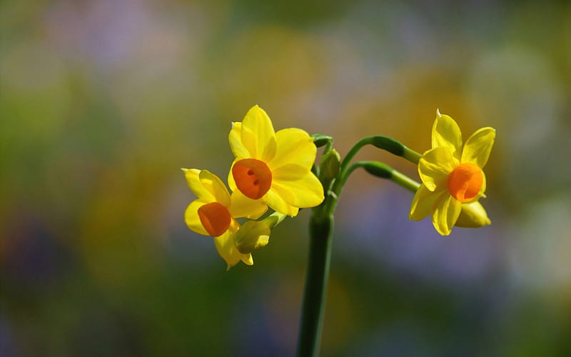 *** Yellow narcissus ***, yellow, narcissus, flowers, nature, HD wallpaper
