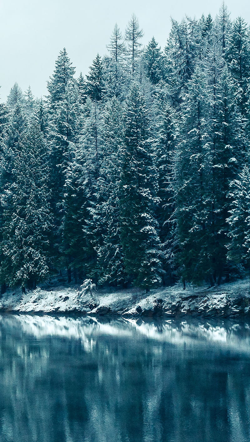 Winter forest, dgh, f, HD phone wallpaper