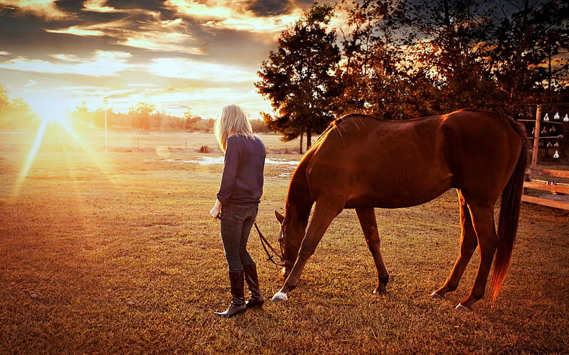 Start of a New Day, Trees, Sunrise, Horses, Nature, HD wallpaper