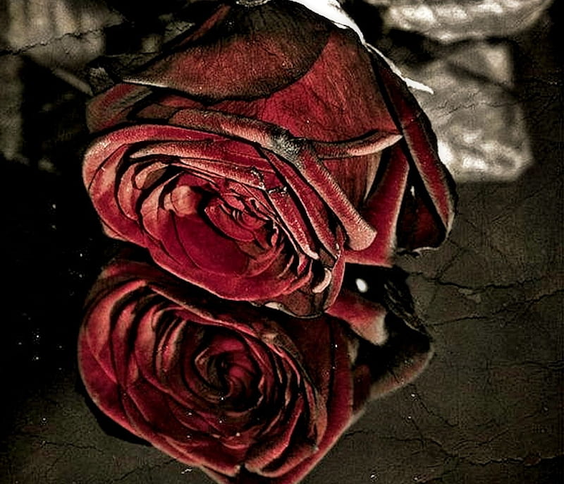 Burgundy Rose, Rose, pretty, burgundy, Flower, HD wallpaper