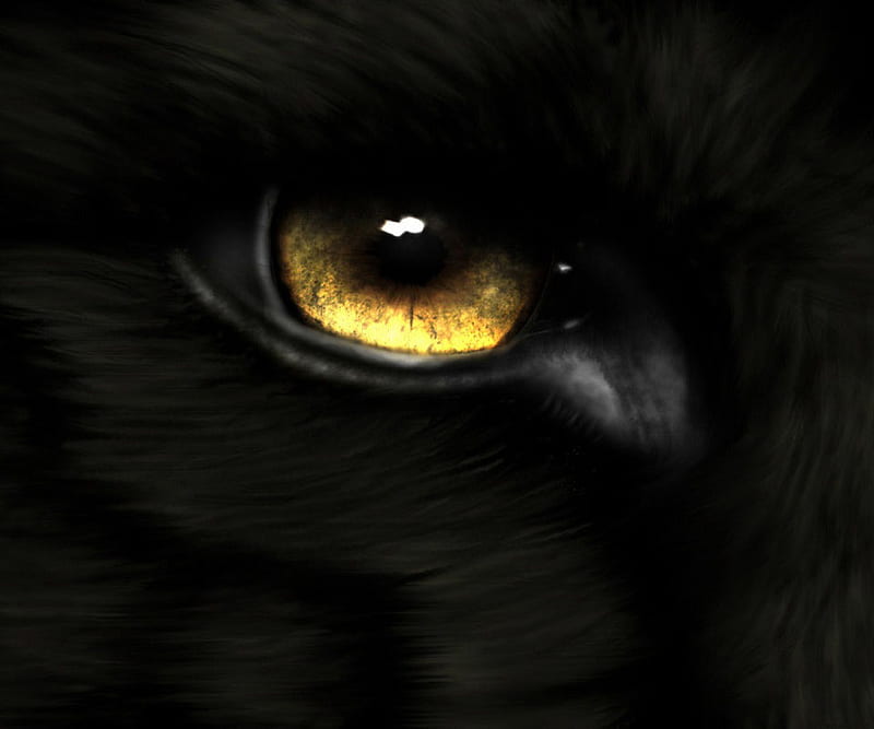 Golden Eyes, poem, wolf, dark nicht, animals, black wolf, HD wallpaper