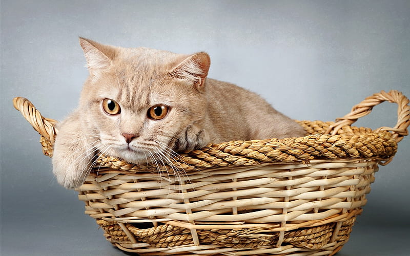 British shorthair cat, brown cat, pets, cute animals, cats, basket, HD wallpaper