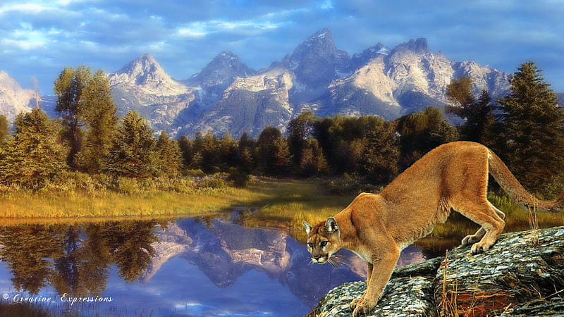 Cougar Territory, cougar, cats, animals, mountains, HD wallpaper