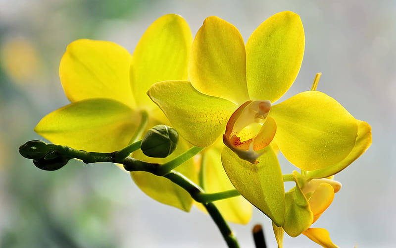 yellow orchids, yellow tropical flowers, orchids, orchid branch, background with yellow orchids, HD wallpaper