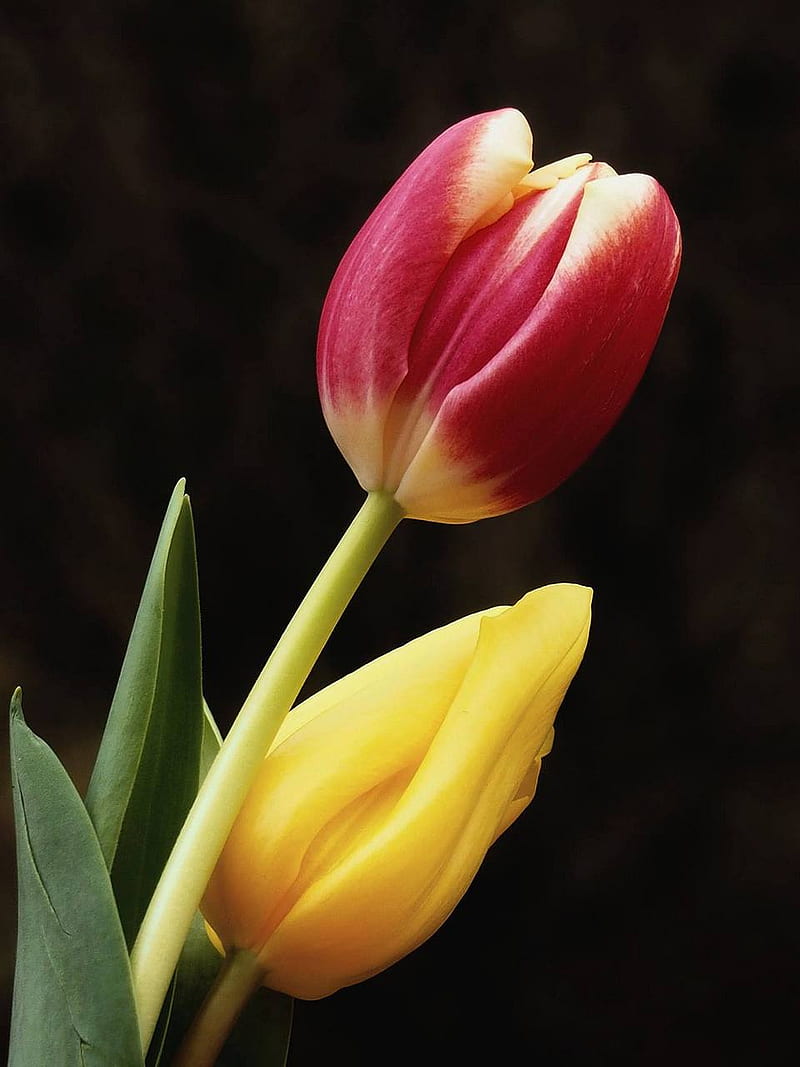 tulips, floral, flowers, garden, spring, HD phone wallpaper