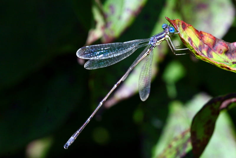 DELICATE BLUE, leaves, wings, dragonflies, gardens, insects, HD wallpaper