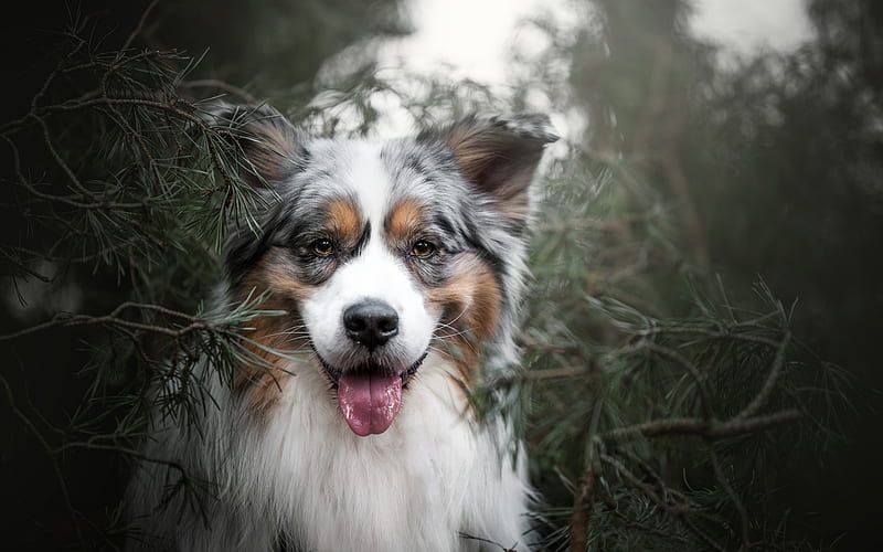 Australian Shepherd Dog, Aussie, portrait, furry black and white dog, pets, HD wallpaper