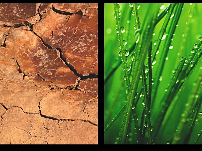 Distinction between Freshness & Ruination, time changes, nature, world face, HD wallpaper