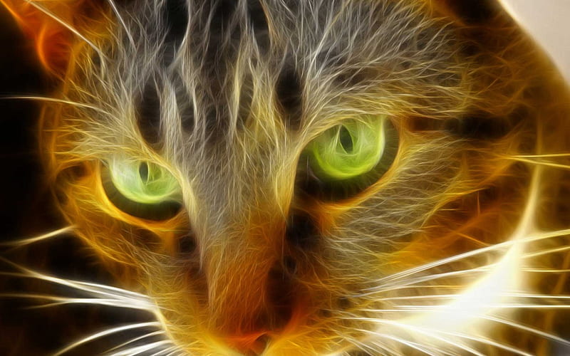 Flaming cat, pet, cat, kitten, animal, HD wallpaper | Peakpx