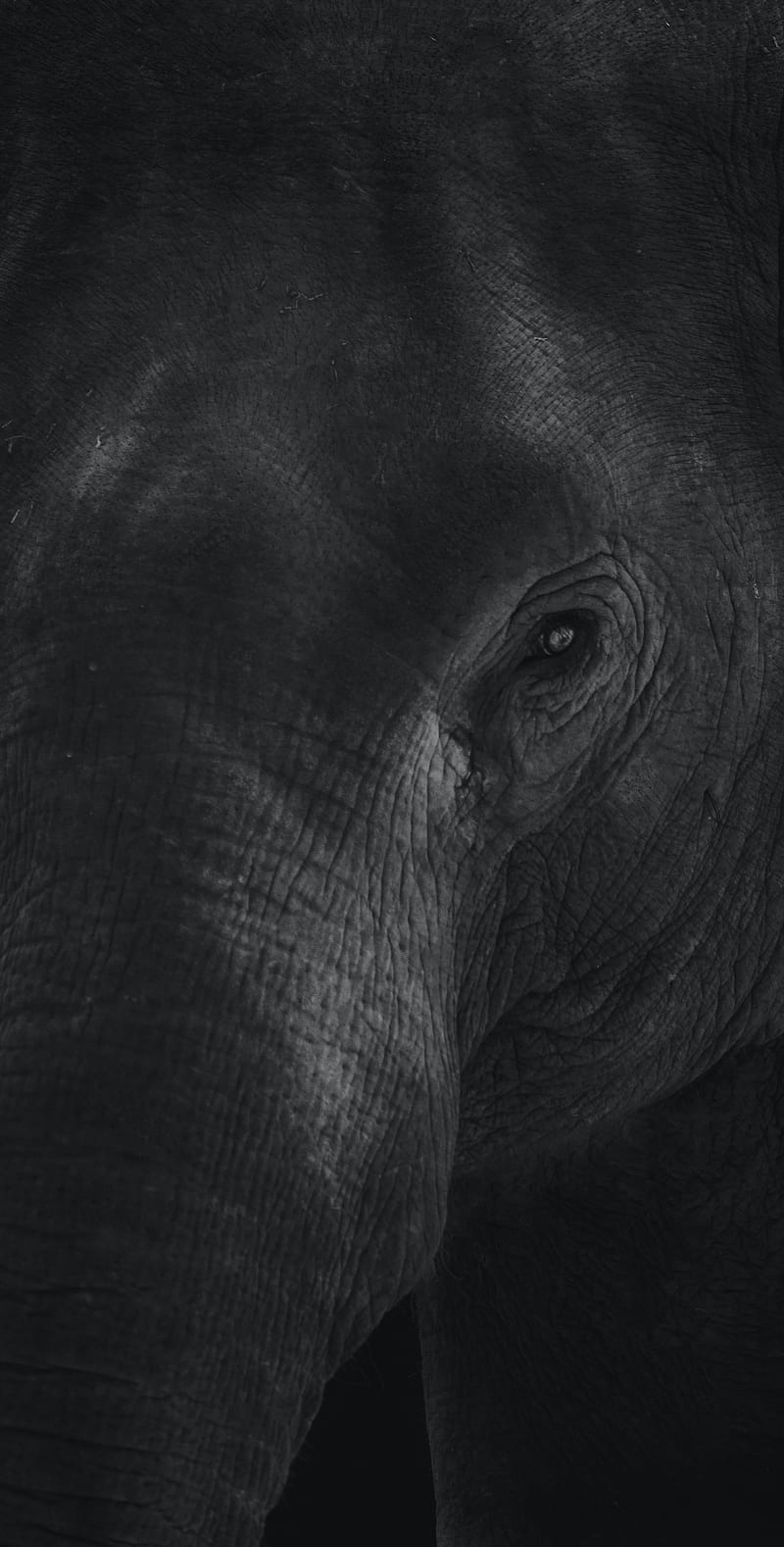 elephant, eye, bw, skin, animal, HD phone wallpaper