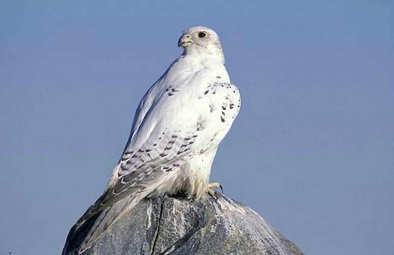 The White Peregrine Falcon, BEAUTY, NATURE, BIRDS, FALCON, HD wallpaper