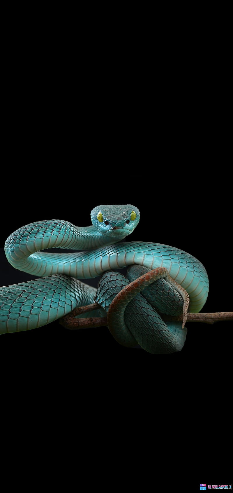 blue snake, dragon, green, nature, reptile, reptiles, snakes, viper, HD phone wallpaper