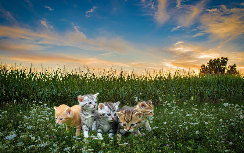 Cats, Cat, Baby Animal, Kitten, Pet, shop, HD wallpaper