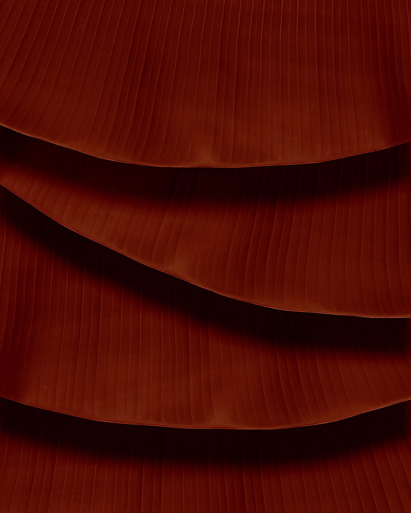 leaves, veins, macro, brown, HD phone wallpaper