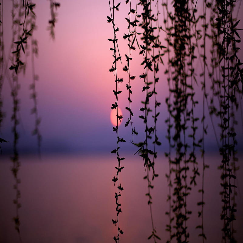 Lake at sunset, bonito, cute, look, nice, HD phone wallpaper | Peakpx