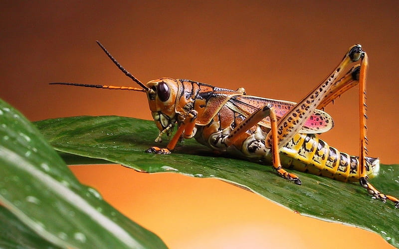Locust, colorful, insect, legs, HD wallpaper