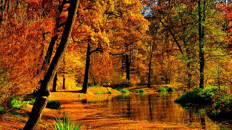 Yellow Autumn Fall Leaves Trees Forest Background Reflection On Lake ...