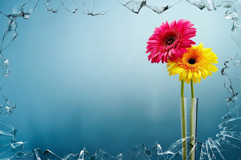 On the other side of the glass!, glass, yellow, flowers, pink, HD wallpaper