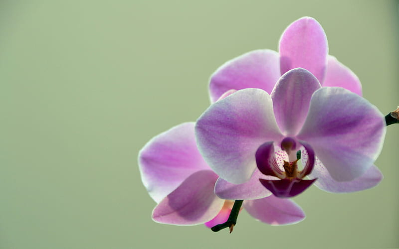 pink orchids, tropical flowers, green background, branch, orchid, HD wallpaper