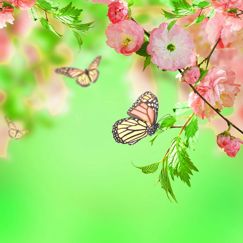 Spring Blossom, art, bonito, butterfli, cherrylblossom, floral, flowers, spring, HD phone wallpaper