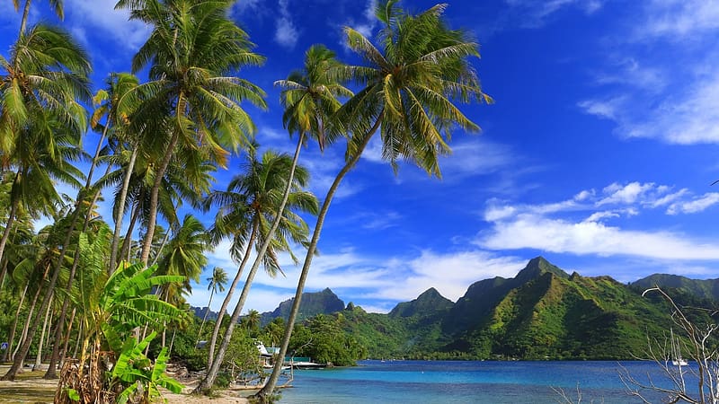 Moorea Island, French Polynesia, sea, clouds, landscape, sky, rocks, mountains, palm trees, HD wallpaper